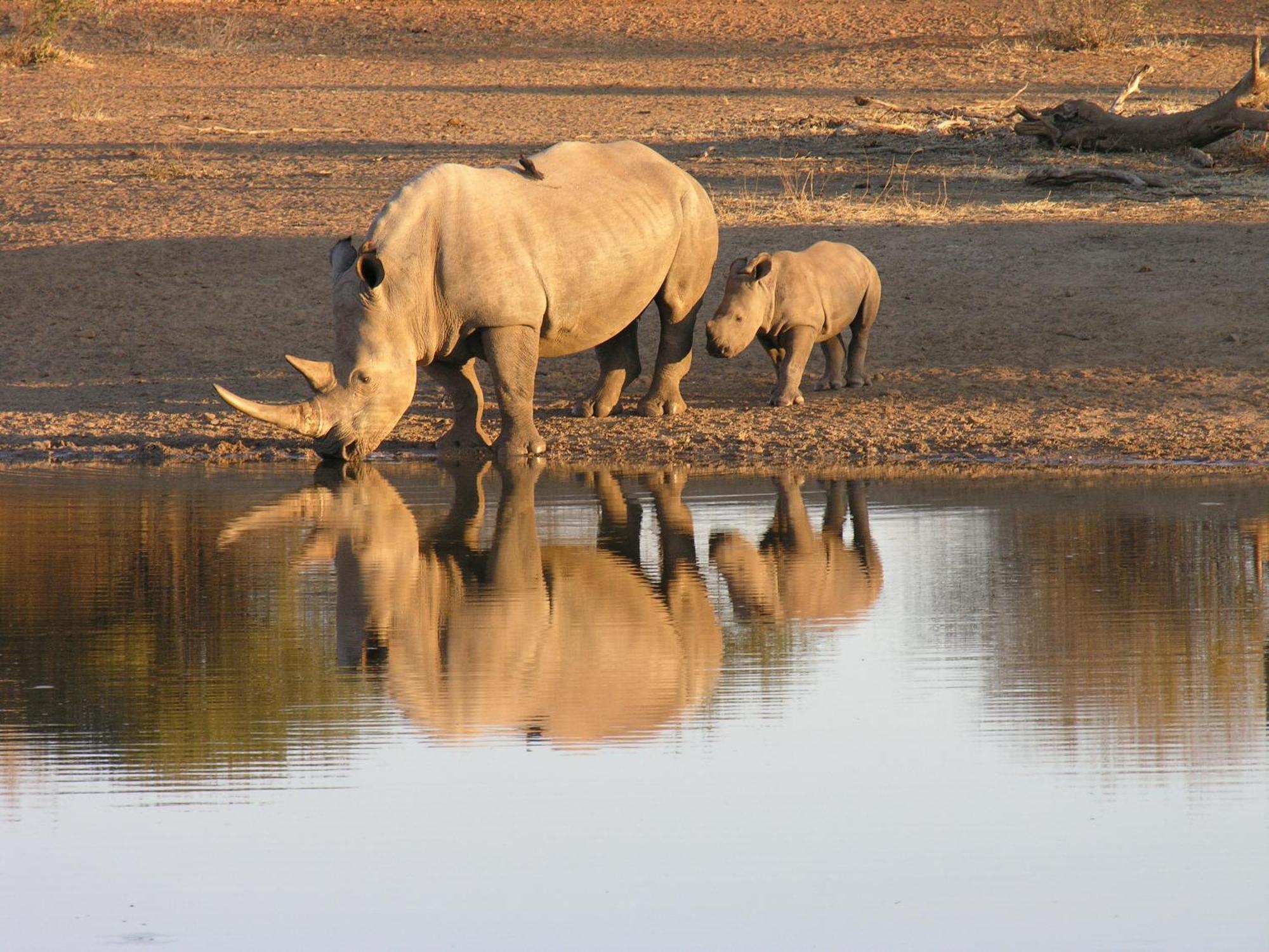 Etali Safari Lodge Madikwe Game Reserve Eksteriør bilde